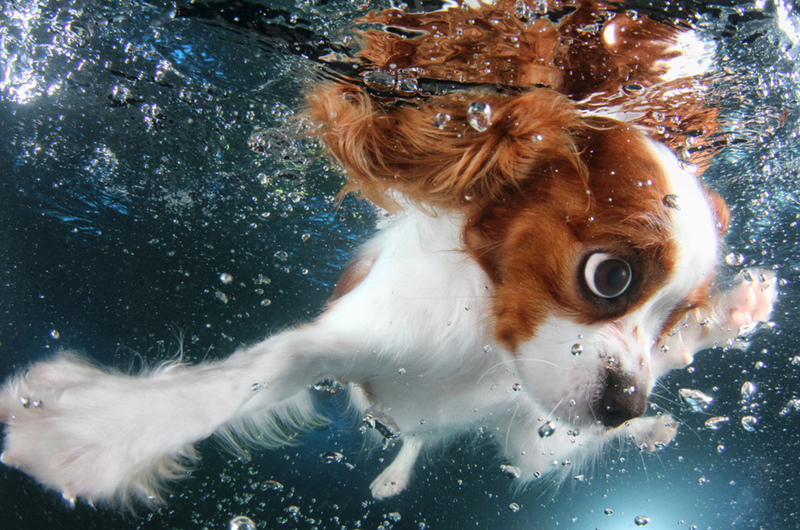 Illustration for article titled There's NOTHING cuter than these puppies swimming underwater